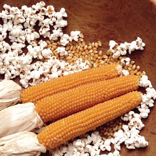 Семена Кукуруза сахарная  Детское Лакомство 7г., артикул УТ000075384